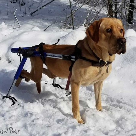 Système ski pour chariot roulant chien Walkin'Pets Mikan