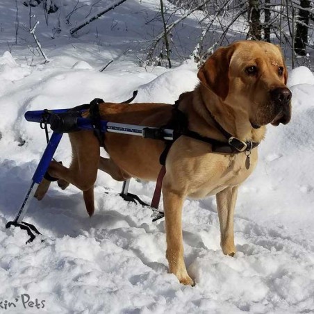 Système ski pour chariot roulant chien Walkin'Pets Mikan Système ski pour chariot roulant chien Walkin'Pets Mikan