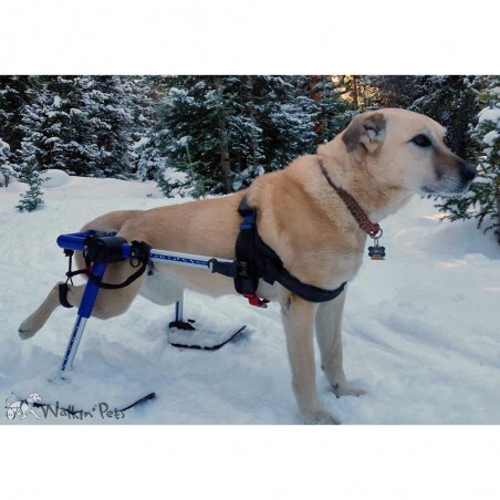 Système ski pour chariot roulant chien Walkin'Pets Mikan Système ski pour chariot roulant chien Walkin'Pets Mikan