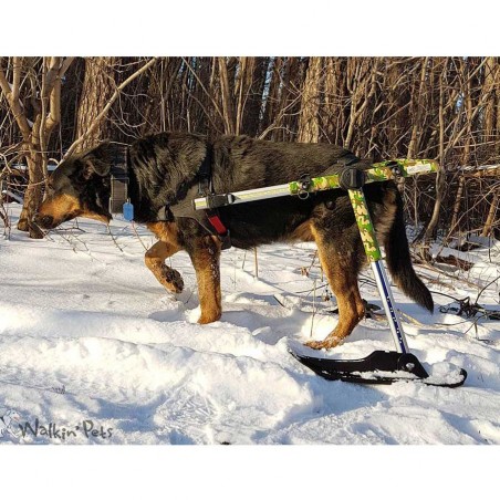 Système ski pour chariot roulant chien Walkin'Pets Mikan Système ski pour chariot roulant chien Walkin'Pets Mikan