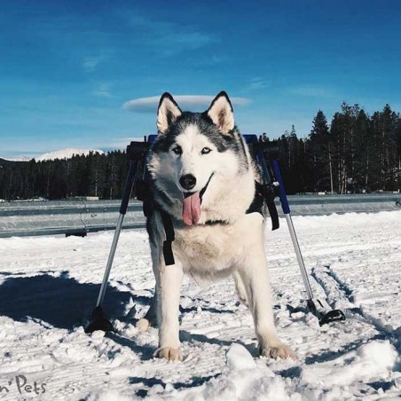 Système ski pour chariot roulant chien Walkin'Pets Mikan Système ski pour chariot roulant chien Walkin'Pets Mikan