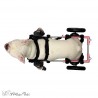 Harnais avant néoprène chien chariot roulant Walkin' Wheels mikan