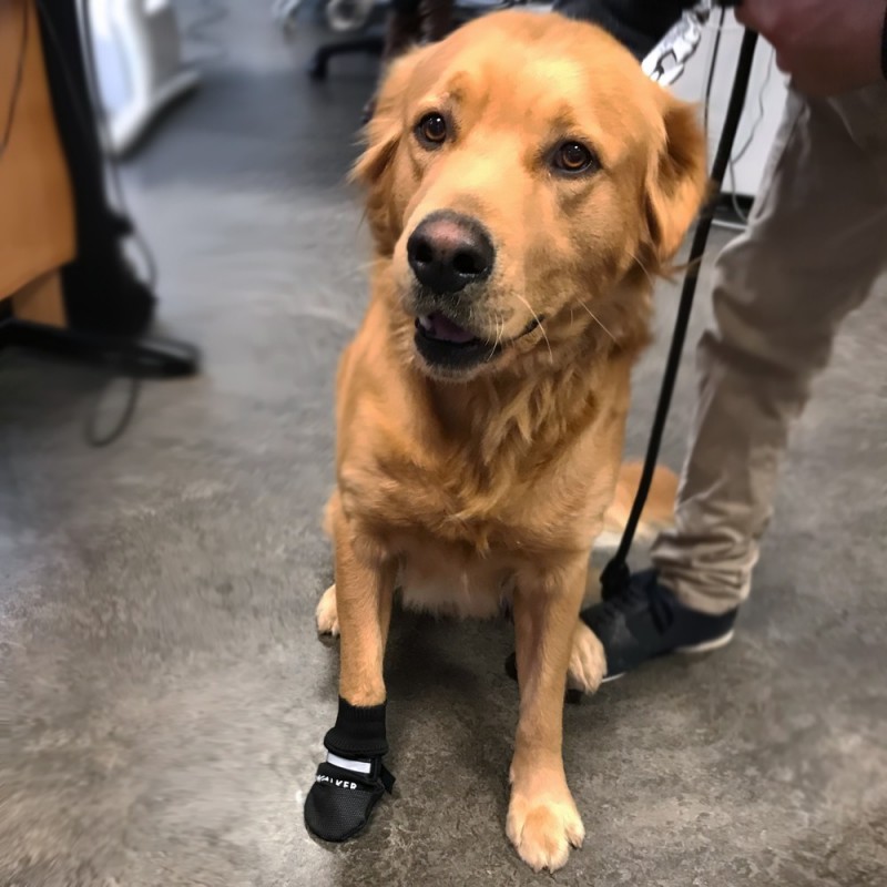 Chaussons de protection pour chien anti glisse et chaleur