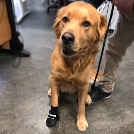 Chaussons de protection chien anti-glisse pour intérieur Mikan