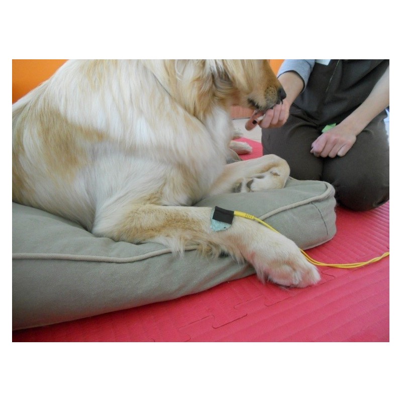 Stim Vet 2000 spécial muscles dénervés