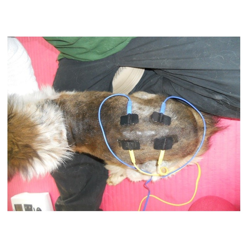 Stim Vet 2000 spécial muscles dénervés