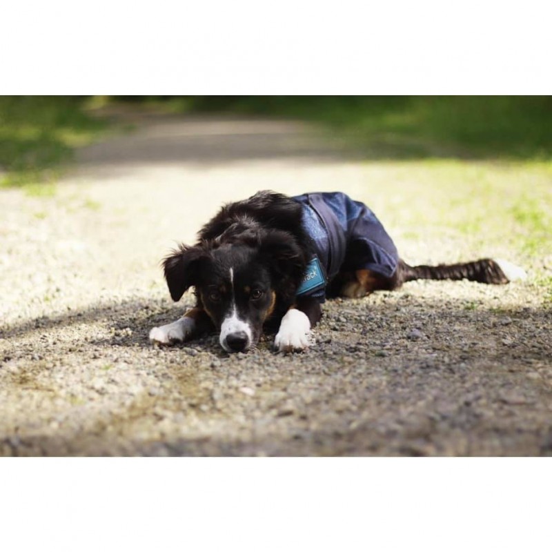 Manteau rafraîchissant pour animaux Cool On Track