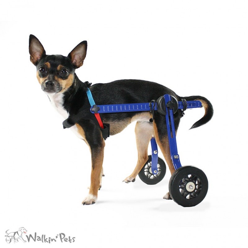 Ceinture ventrale chariot roulant Walkin Wheels chien chat