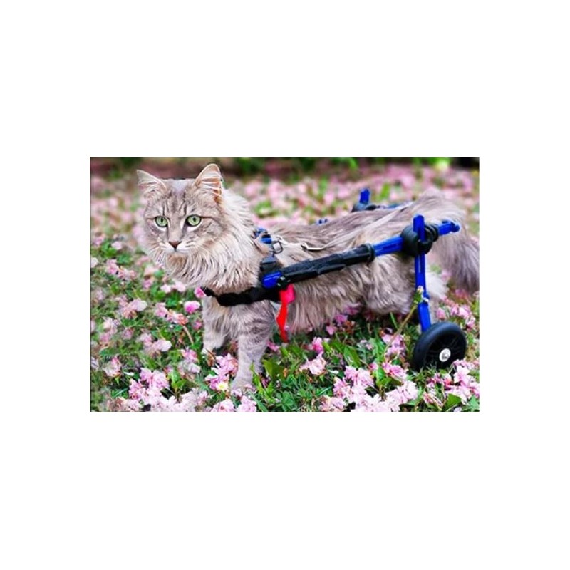 chariot roulant chien chat handicapé walkin wheels Mikan