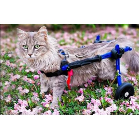 chariot roulant chien chat handicapé walkin wheels Mikan