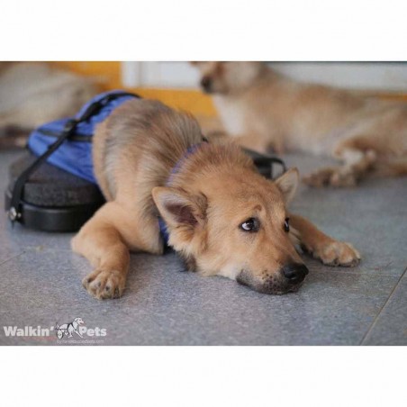 Walkin scooter planche roulette pour chiens et chats paralysés arrière train Mikan