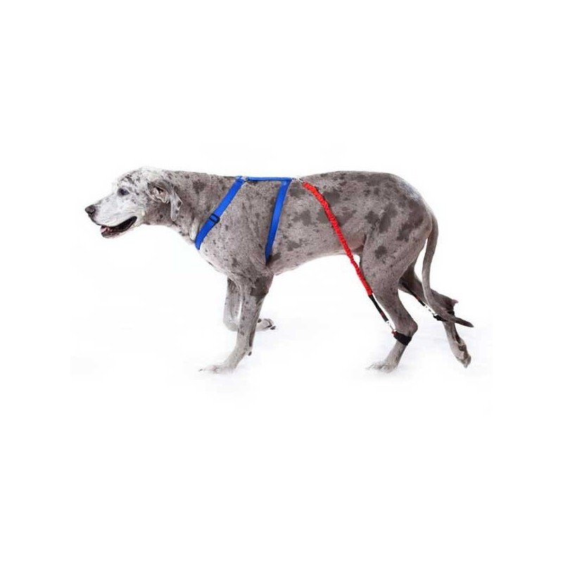 Élastiques système Biko - 2 paires force 1 et 2 pour chiens et chats