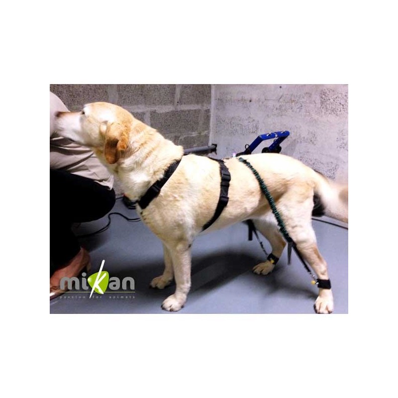 Élastiques système Biko - 2 paires force 1 et 2 pour chiens et chats