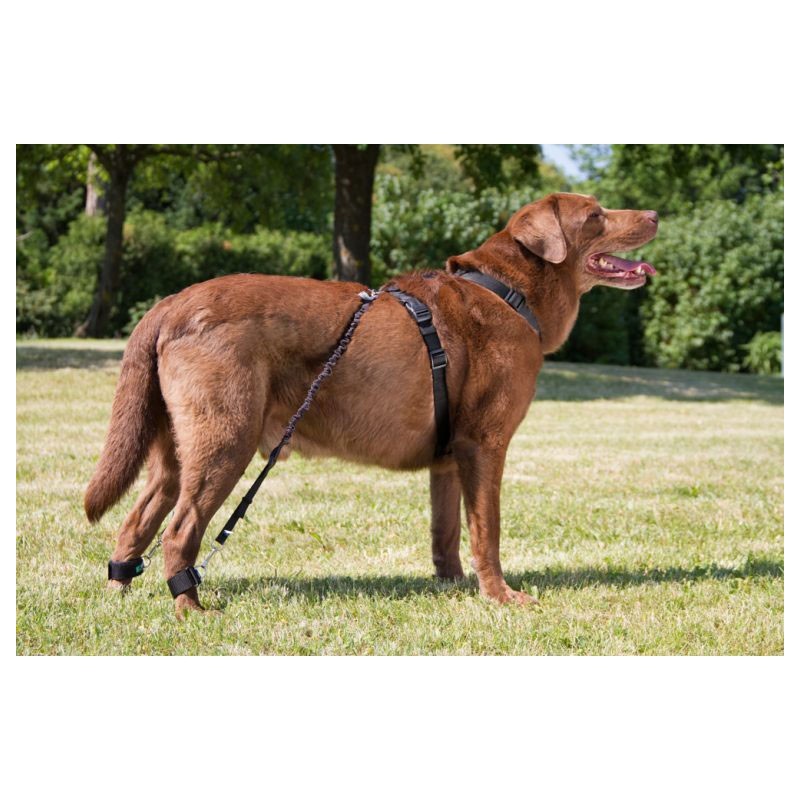 Élastiques système Biko - 2 paires force 1 et 2 pour chiens et chats