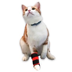 Neoprene Pour Creer Des D Attelle Pour Chien Et Chat Neoprene Pour Creer Des D Attelle Pour Chien Et Chat