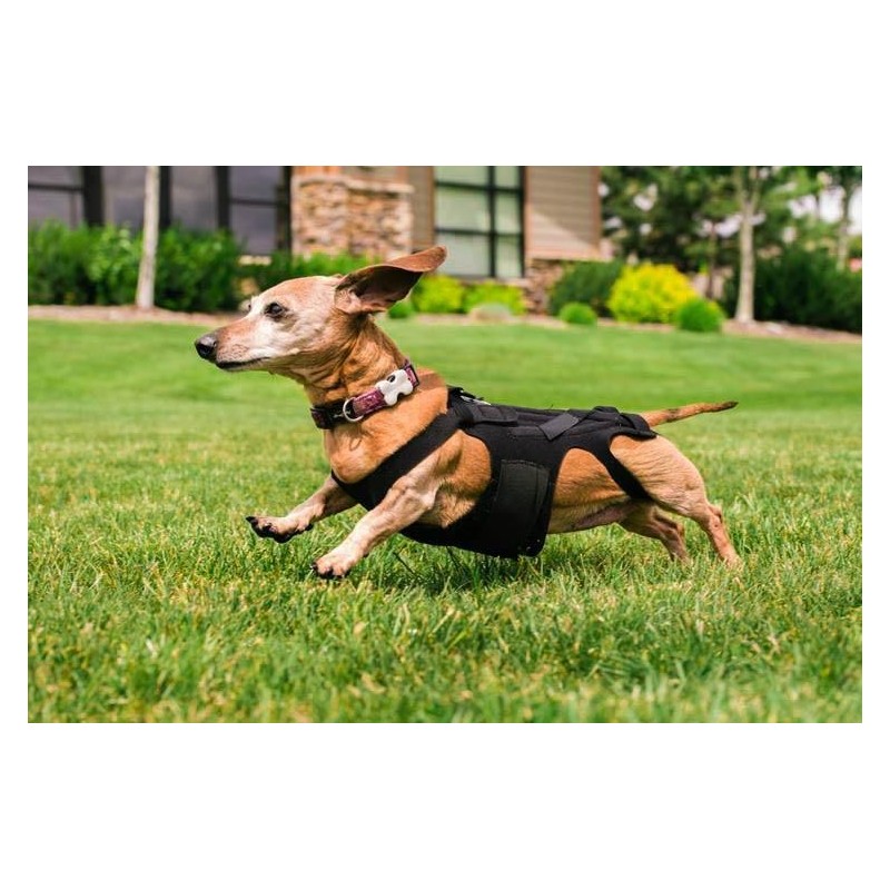 Ceinture dorsale pour chiens et chats hernie lombaire