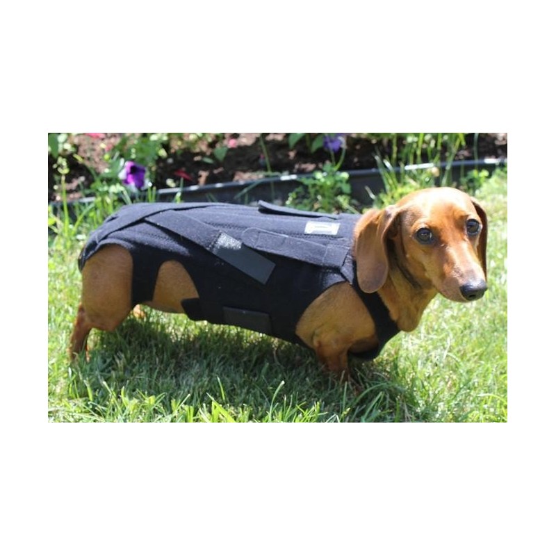 Ceinture dorsale pour chiens et chats hernie lombaire