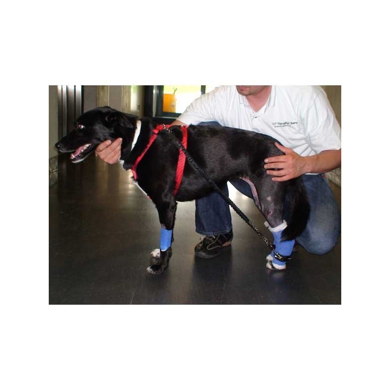 Élastiques pour système Biko - paires remplacement pour chiens et chat Mikan