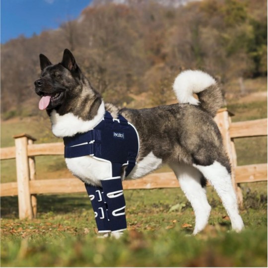attelle-de-maintien-d-paule-pour-chien-balto