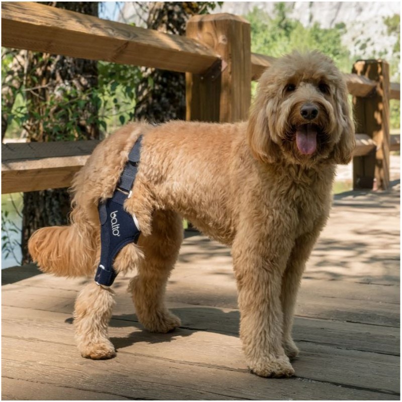 Genouillère pour animaux Balto