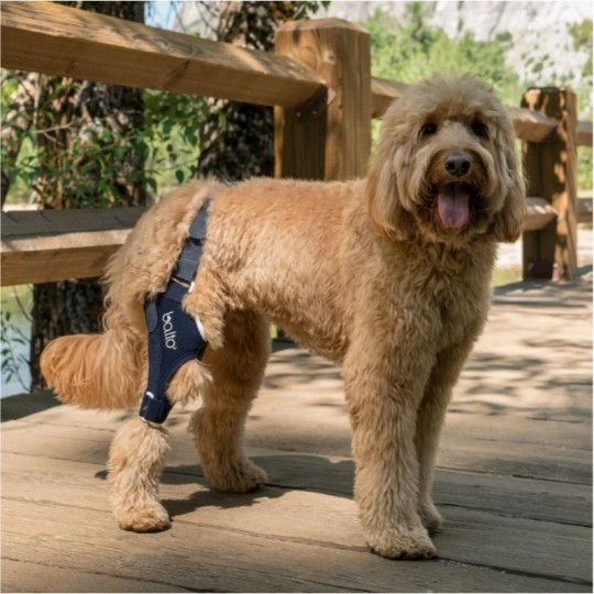 Genouillère orthopédique pour chiens et chats BALTO