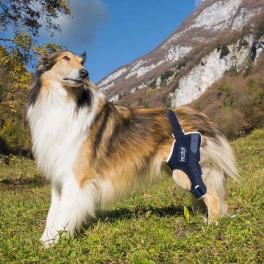 attelle-du-genou-pour-animaux-balto