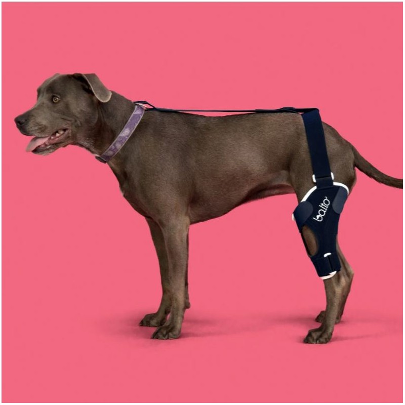 Genouillère pour animaux Balto