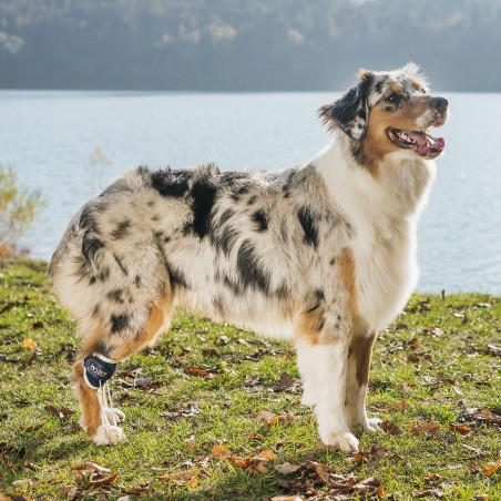 Attelle releveurs hyperflexion des phalanges Balto chien et chat mikan