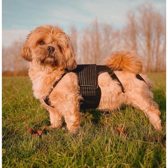 Ceinture dorsale chauffante pour chien