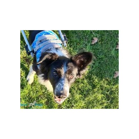 Harnais de portage pattes avant pour chien walkin'warrior