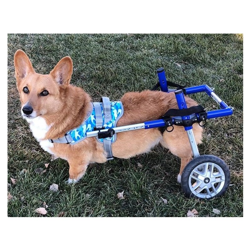 Harnais de portage pattes avant pour chien walkin'warrior