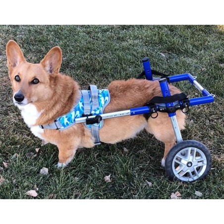 Harnais de portage pattes avant pour chien walkin'warrior