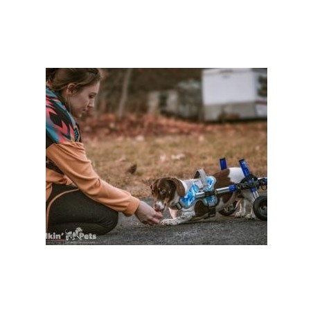 Harnais de portage pattes avant pour chien walkin'warrior