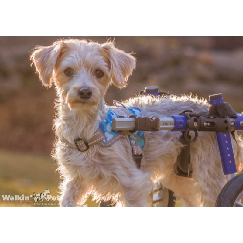 Harnais de portage pattes avant pour chien walkin'warrior