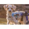 Harnais de portage pattes avant pour chien walkin'warrior