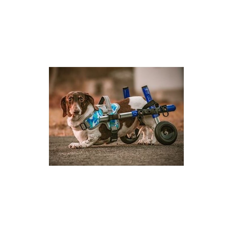 Harnais de portage pattes avant pour chien walkin'warrior
