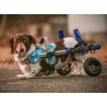 Harnais de portage pattes avant pour chien walkin'warrior