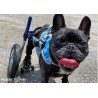Harnais de portage pattes avant pour chien walkin'warrior