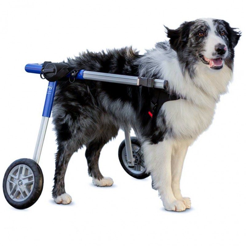 chariot roulant pour chien et chat walkin'wheels mikan