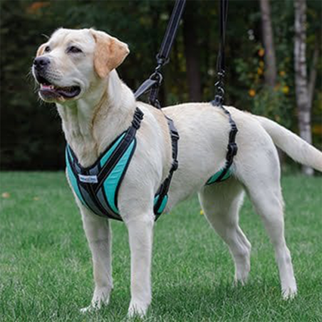 Harnais total Walkin Pets pour chien handicapé Mikan