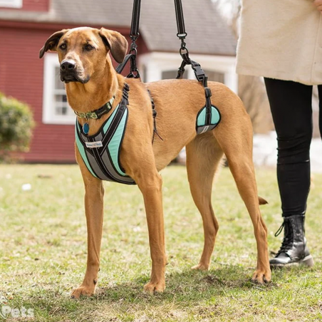 Harnais total Walkin Pets pour chien handicapé Mikan
