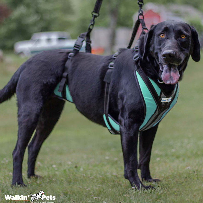 Harnais pour chien Eask Walk Deluxe - Sherbrooke Canin