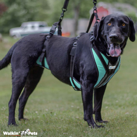 Harnais total Walkin Pets pour chien handicapé Mikan