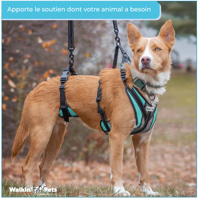 Harnais total Walkin Pets pour chien handicapé Mikan Harnais total Walkin Pets pour chien handicapé Mikan