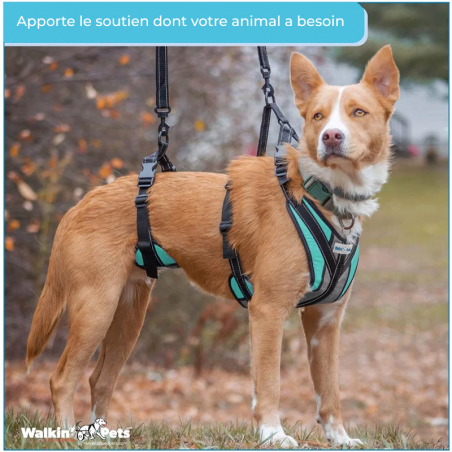 Harnais total Walkin'Pets pour chien