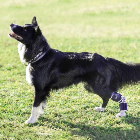 Attelle du tarse articulée Balto Flexor pour animaux