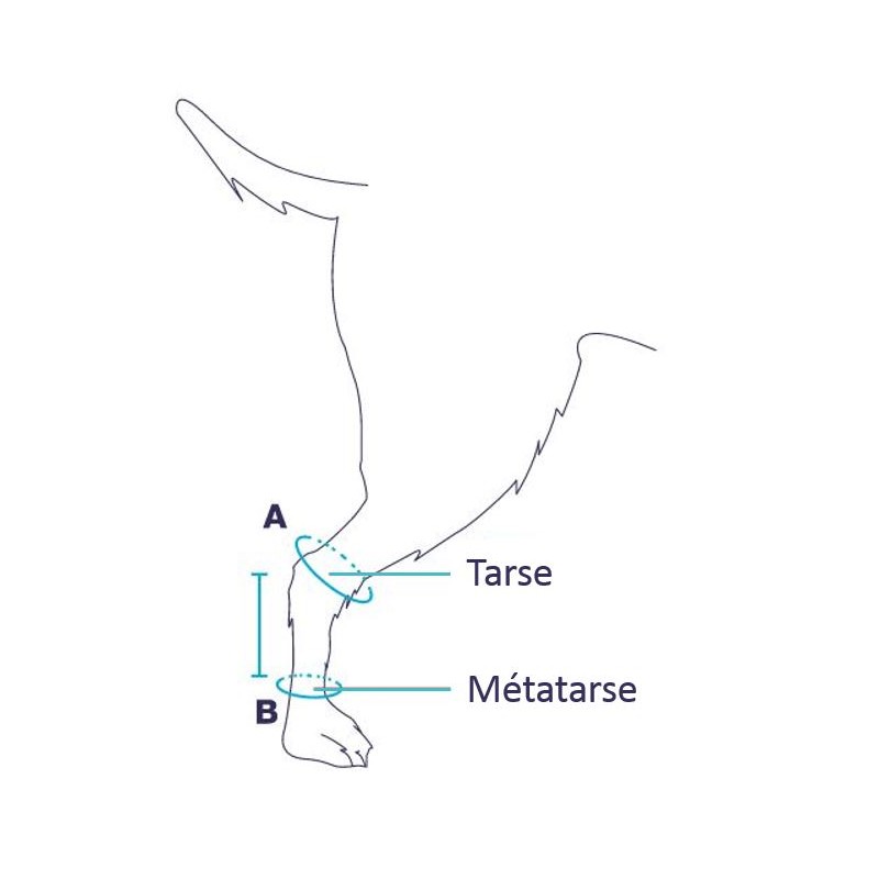 Prise de mesure pour l'attelle articulée Balto Flexor pour animaux