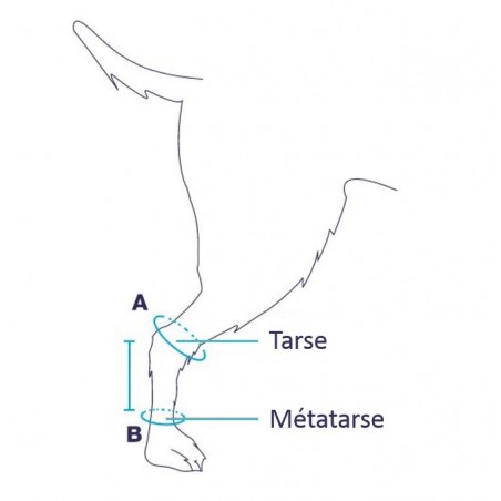 Prise de mesure pour l'attelle articulée Balto Flexor pour animaux