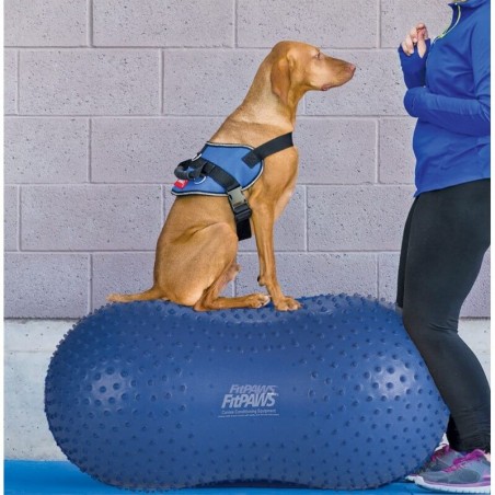 Ballon cacahuète de rééducation et proprioception pour chiens