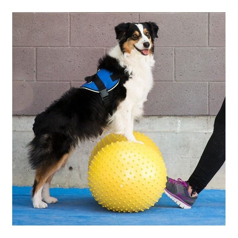 Ballon cacahuète de rééducation et proprioception pour chiens